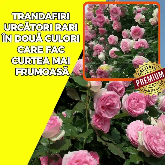 Trandafir Urcător Rari Bicolor - RoseWall™