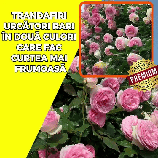 Trandafir Urcător Rari Bicolor - RoseWall™